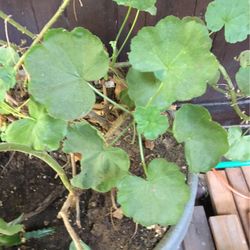 Geraniums In Pot Decorative Green Plant Pink Flowers 