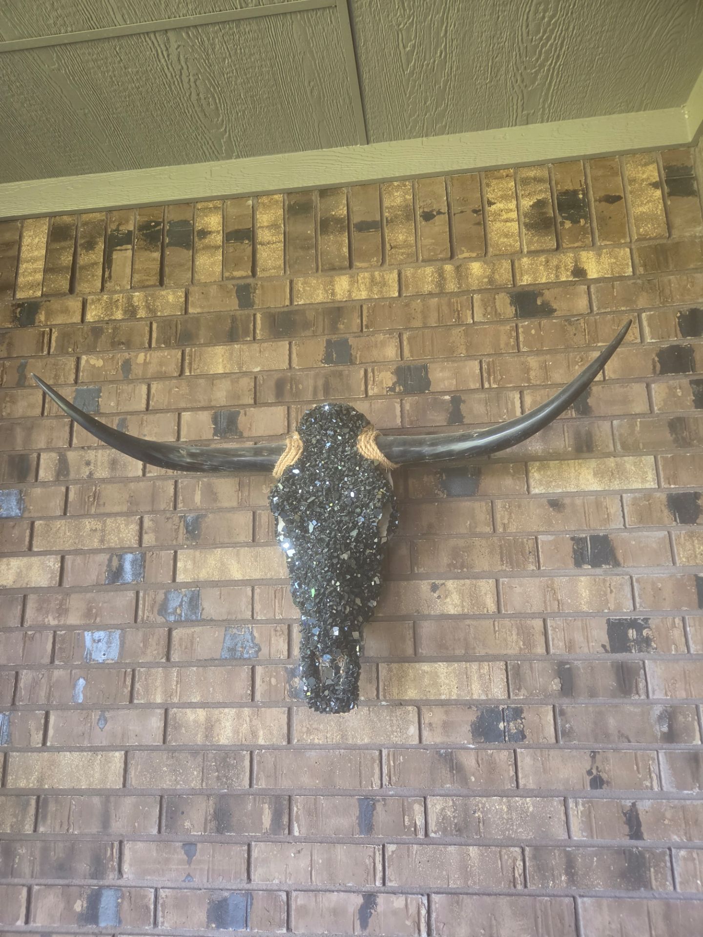 Longhorn skull