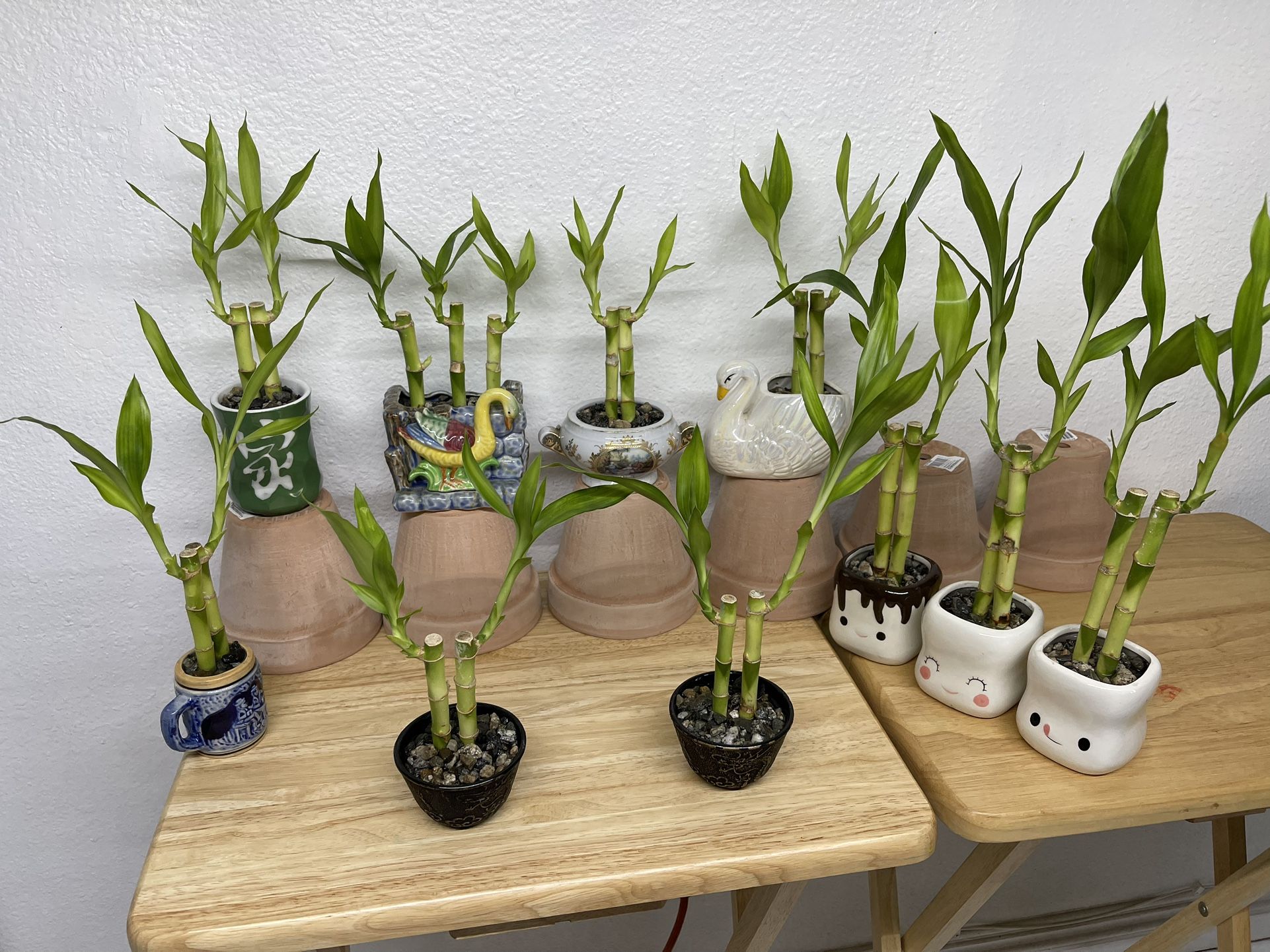 Lucky Bamboo Plants With Pots-Bamboo Plants In Assorted Ceramic Vases $5 each Pick up only.