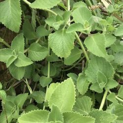 FREE/Cuban Oregano Cuttings 