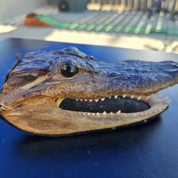 Real Alligator Decoration 