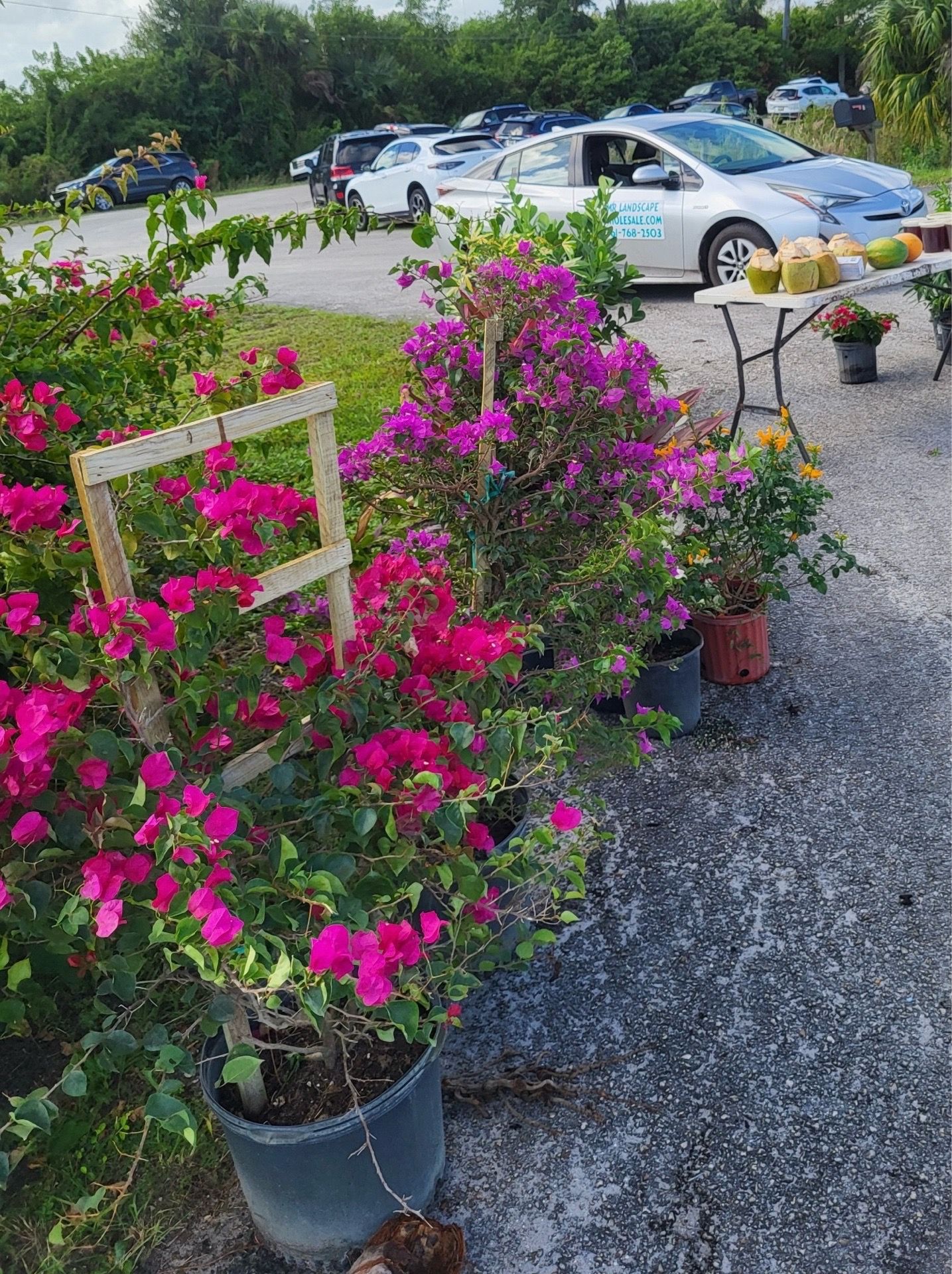 Bougainvillea Trellis Flower