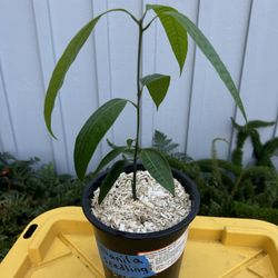 Manilla Mango Tree