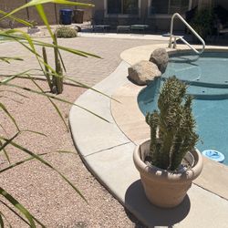 Large Plant