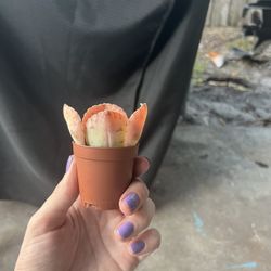 Donkey Ear Succulent Plant 