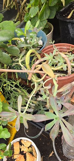 Plant