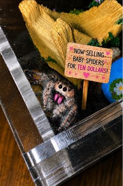 Jumping spiders portion cups