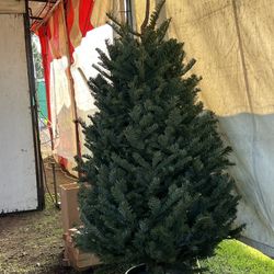 Last Day Christmas Trees $50