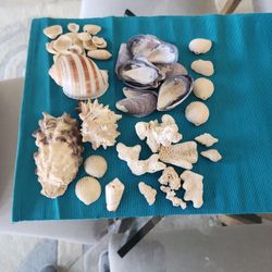 SEA SHELLS AND CORAL