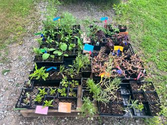 Home grown Veggie and Flower Plants