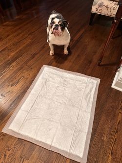 Bed pads / Dog pads
