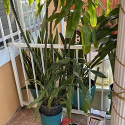 Plant