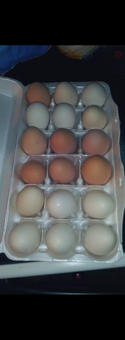 Fresh Chicken Eggs