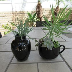 Set Of Black Garden Pots With Succulents