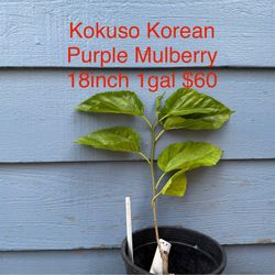 kokuso korean purple mulberry tree