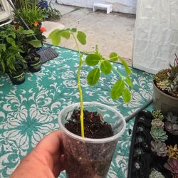 Small moringa plants 2 for $10 or $6 each