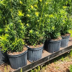 Beautiful Podocarpus Plants For Privacy!!! Excellent For Hedge!!! Fertilized 