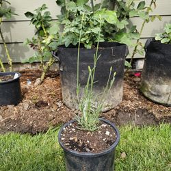 Phenomenal Lavender Plant