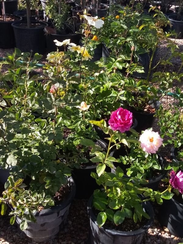 Plantas de Rosales for Sale in Peoria, AZ - OfferUp