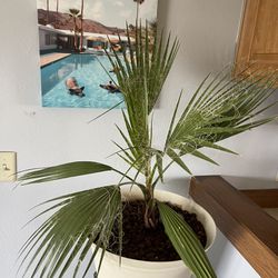Palm Tree With Agaves 