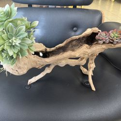 Nature Decoration Ghost Wood