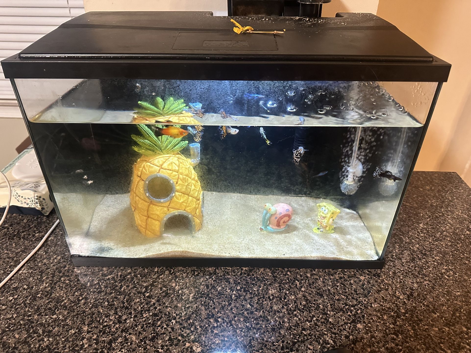 5 Gallon Top Fin Aquarium