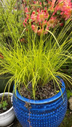 Carex Bowles golden