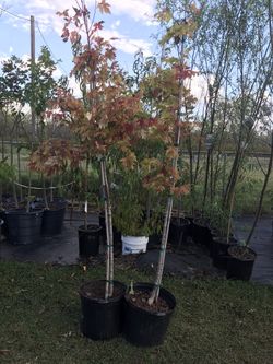 Red Maple Tree For Sale