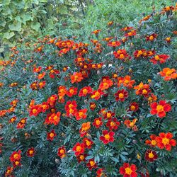 Marigold Seeds