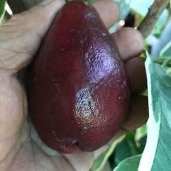 Variegated Wax Apple Plant 