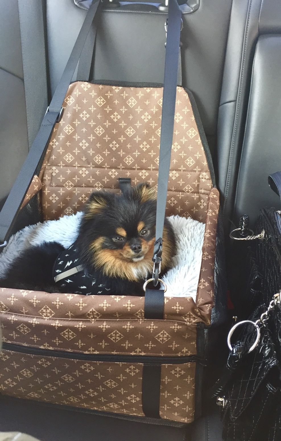 (shipping Available)Designer Dog Cat Pet Safety Booster Car Seat