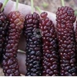 Mulberry Paquistaní Trees 5F The Tall $60 Each Price Firm 