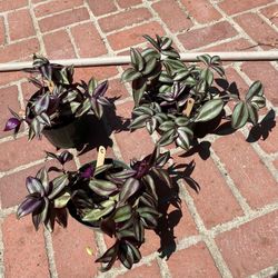 Purple Tradescantia Zebrina Plants