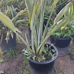 Bird Paradise Plants 🌱