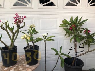 PLUMERIAS PLANTS FULLY ROOTED 🌺🌺🌺