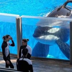 Seaworld  Sea World Or Seasme Place Tickets  Boletos