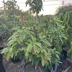 Avocado Tree