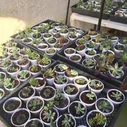 SUCCULENTS SUCCULENTS SUCCULENTS !!  ONLY $1…$1…$1…$1…$1