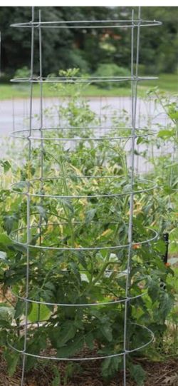 WELL ESTABLISHED TOMATO PLANT WITH CAGE! DELIVERED!!!