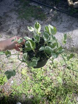 Pearls And Jade Pothos 