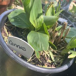 Canna Lillies