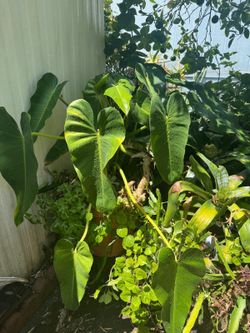 Filolendro gigante planta