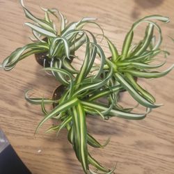 2" Bonnie Spider Plant  (Curly)