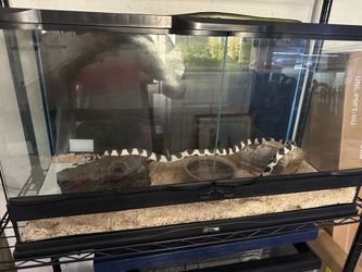 King snake set up
