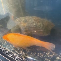 Have Two Goldfish One Looks Like A Koi And The Other One Is Just Normal Goldfish