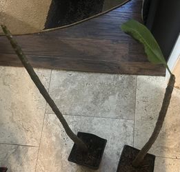 Plumeria Hawaiian Plants Reduced (price Is Each )