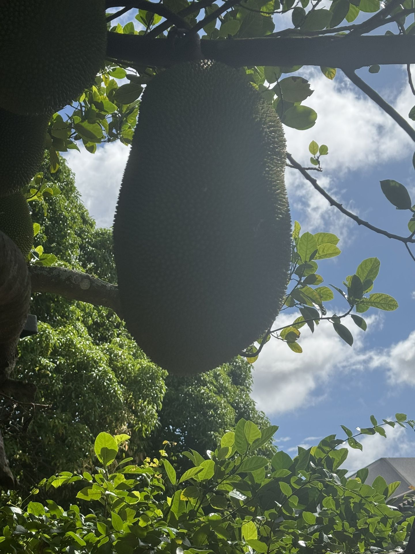 Organic Jack Fruit