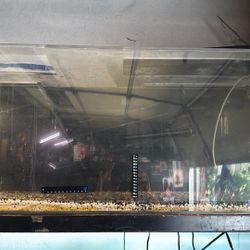 100 Gallon Acrylics Tank 