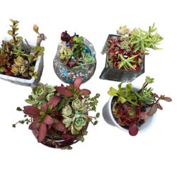 Many Varieties Of Succulents