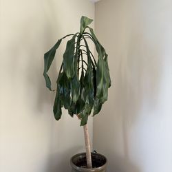 Dracaena plant